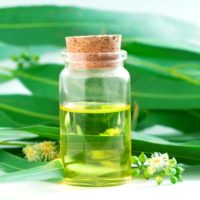 eucalyptus-essentical-oil